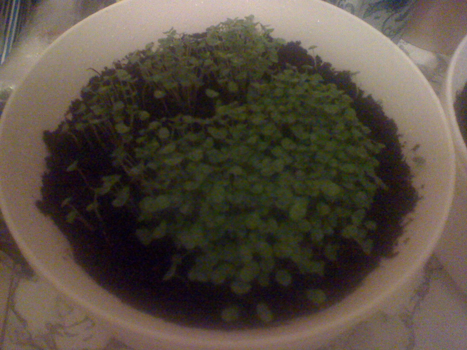 20080404